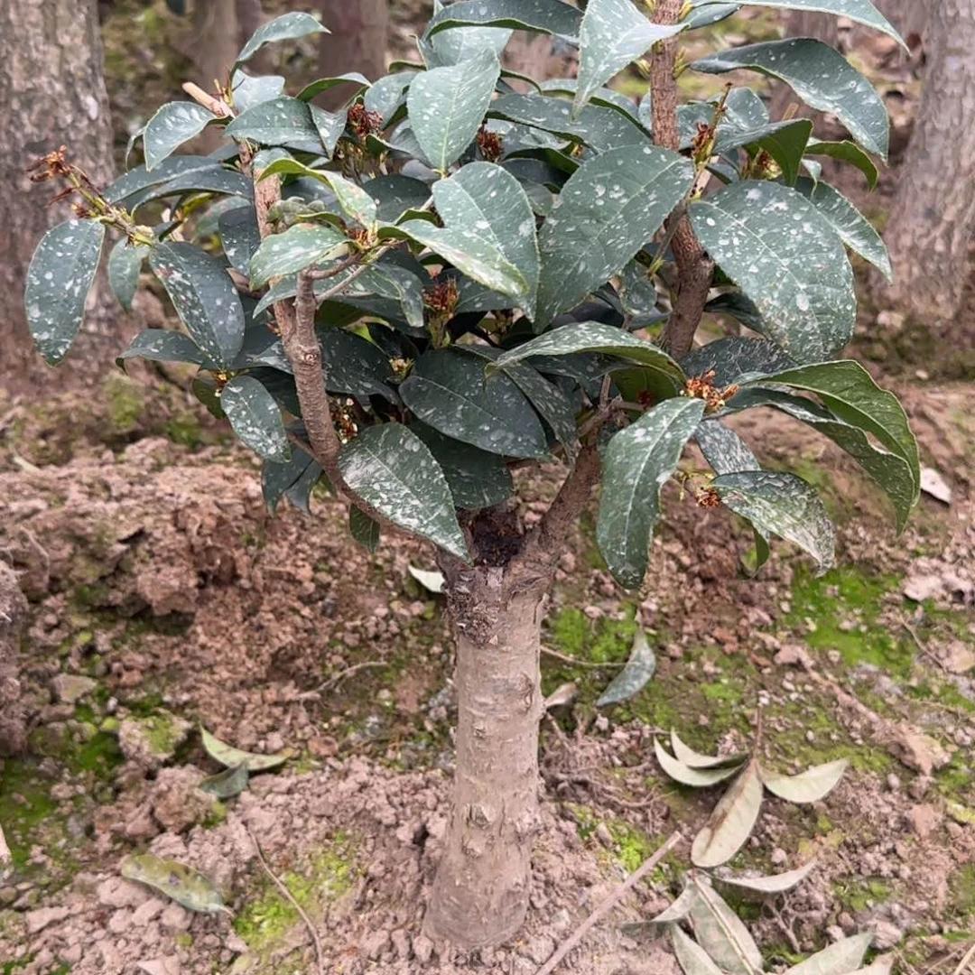 飞***子桂花。四季桂系列