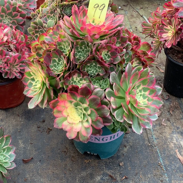 99海王多肉一物一拍～