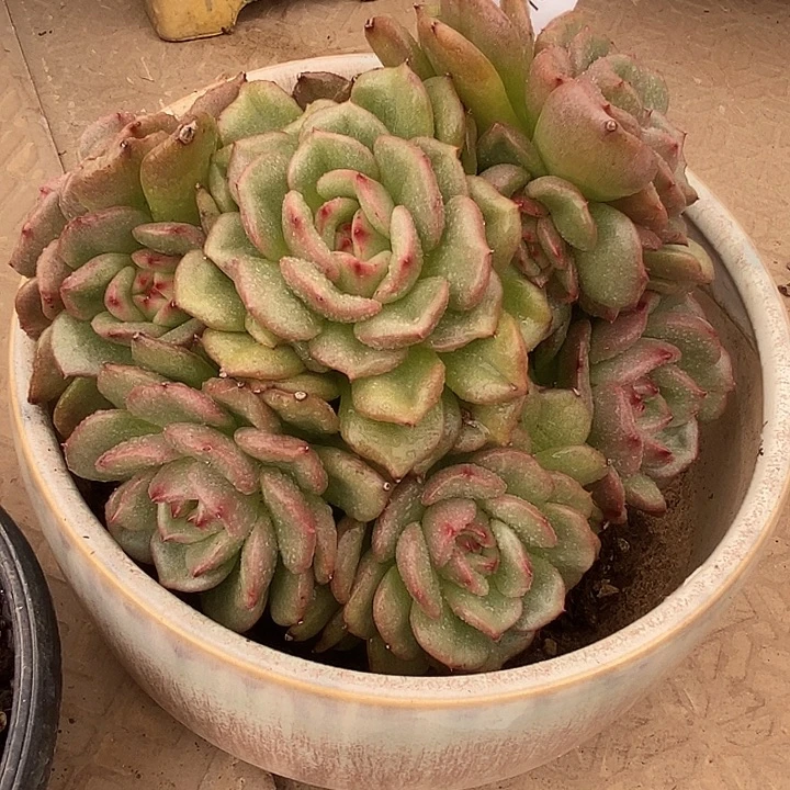 小七夕多肉不知名28