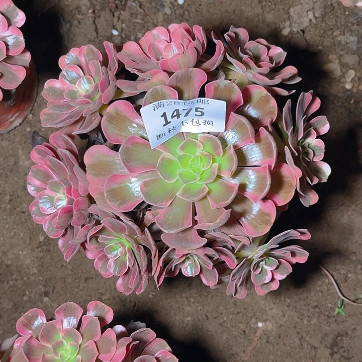 1475爱神多肉植物保护