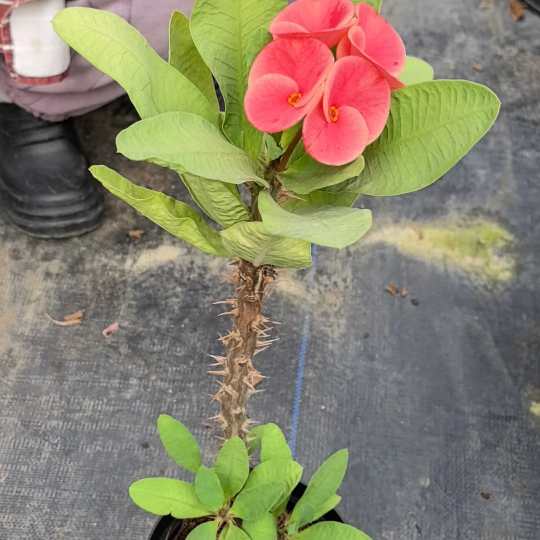 花***姐完全开放月耀石直播间一物一拍