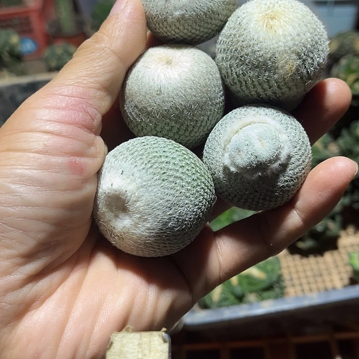 确***消苗接落地伊朗玩五颗
