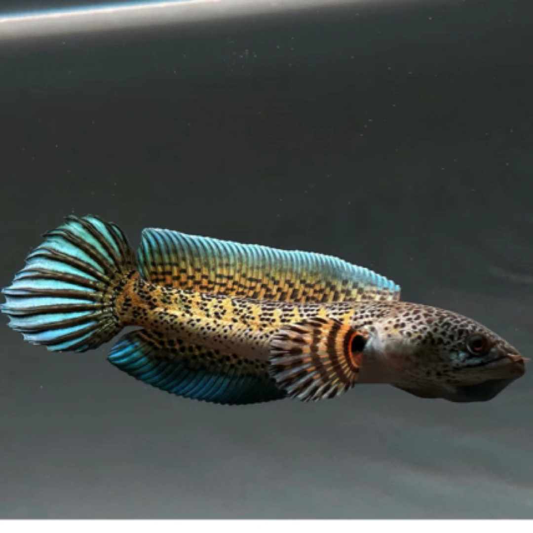 雷龙观赏鱼直播链接