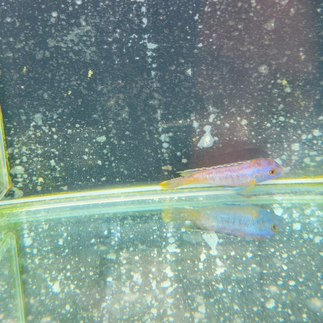 慈鲷不知名的鱼1310。