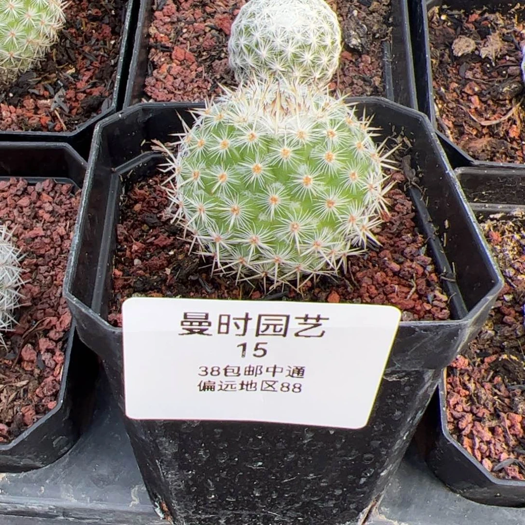 完***美2.5球多肉植物保护15