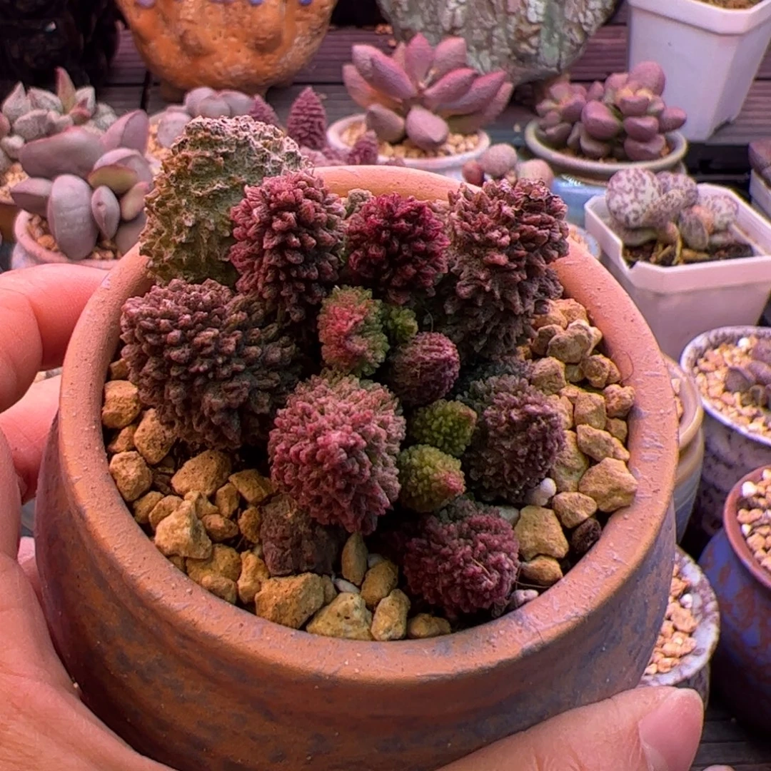 朱紫玉。