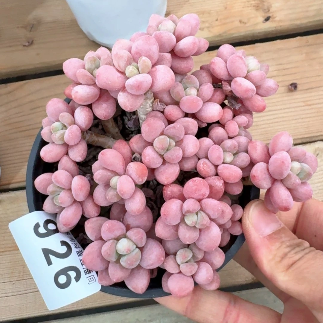 鱼子酱群生整装无砍