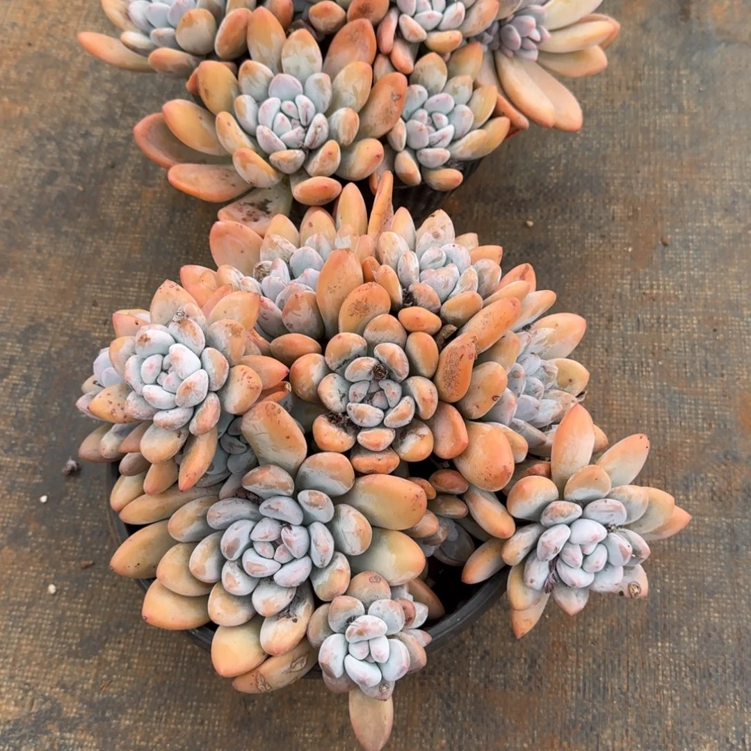 @****6号大群香水多肉植物