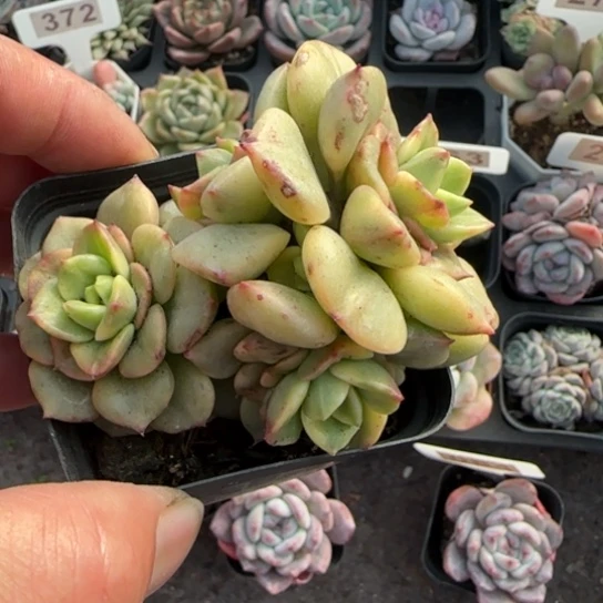 275辣牡丹锦多肉植物多