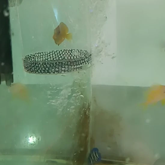海水鱼观赏鱼紫蓝吊