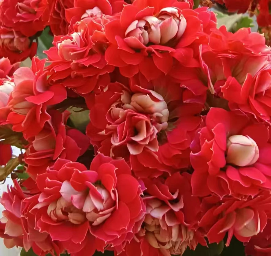 【喜庆长寿花】120盆四季开花重瓣大花带花苞室内绿植盆栽花卉