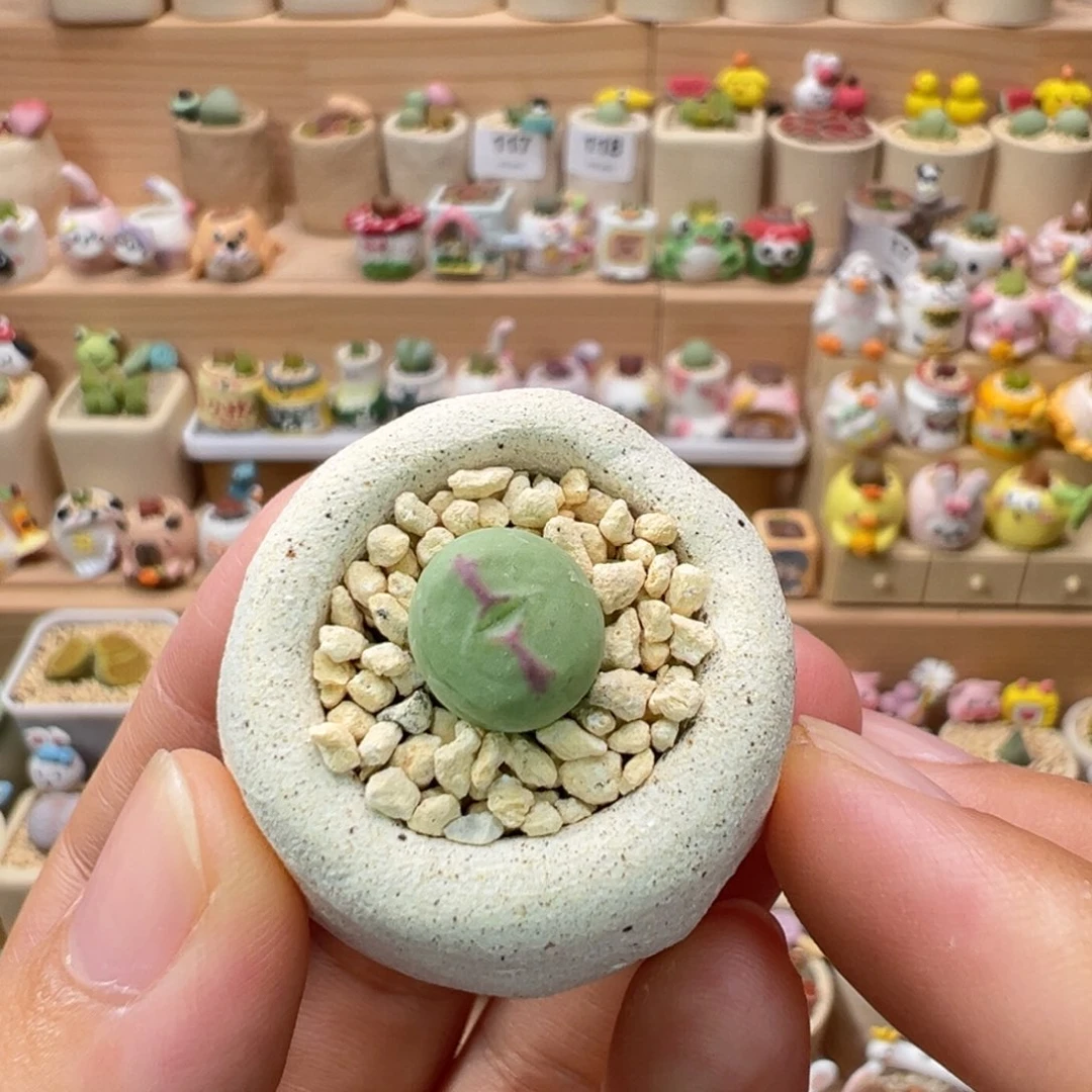 多肉植物127号少将