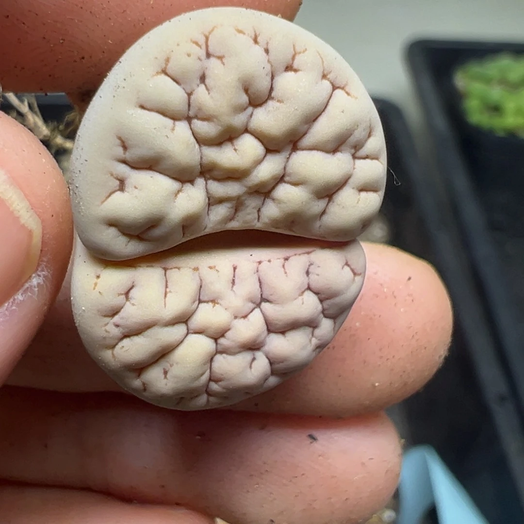 【闪购商品】856……