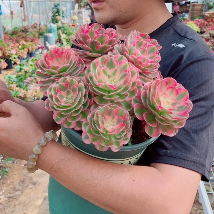 荔枝二加伦多肉法师