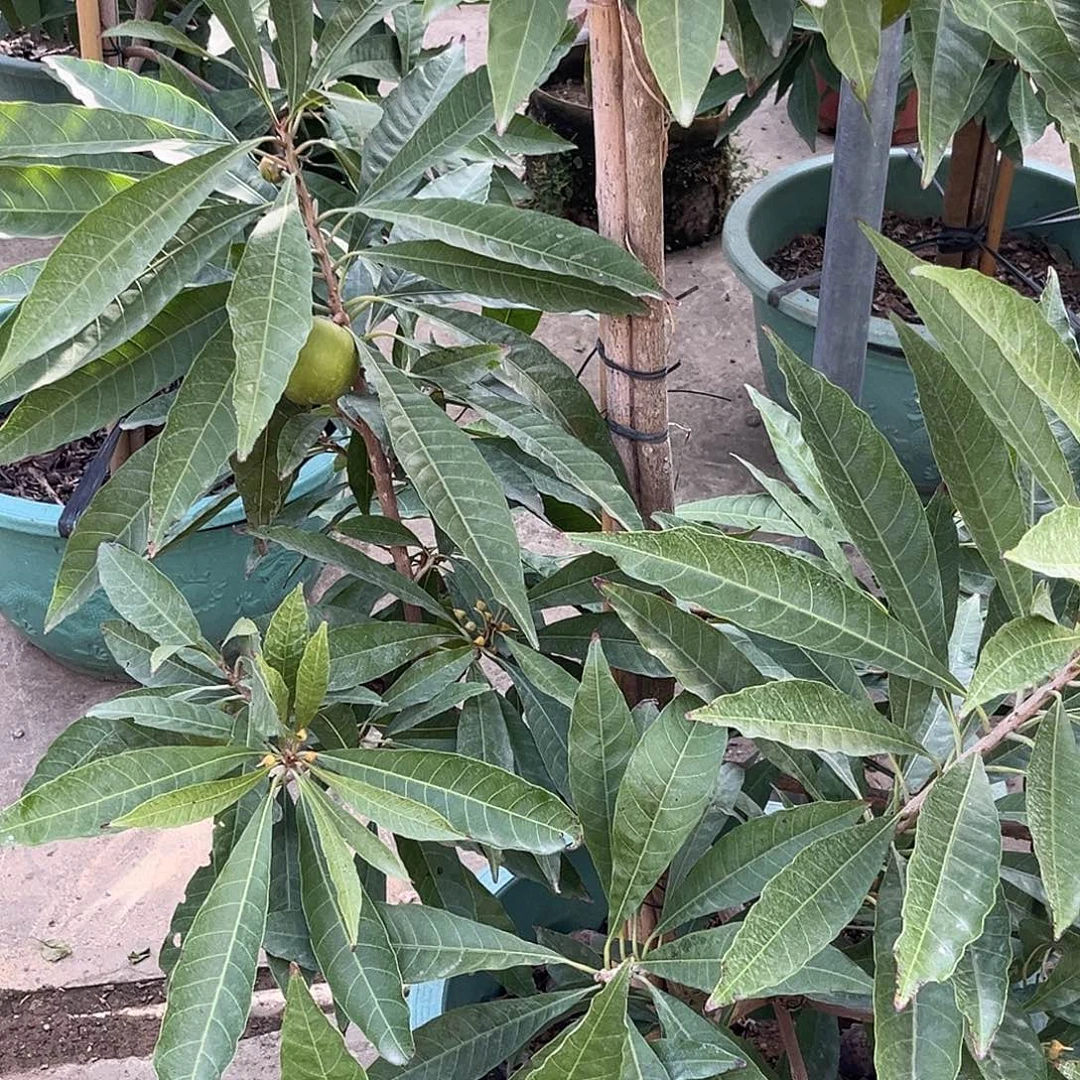 用****无花朵寿桃8888888888