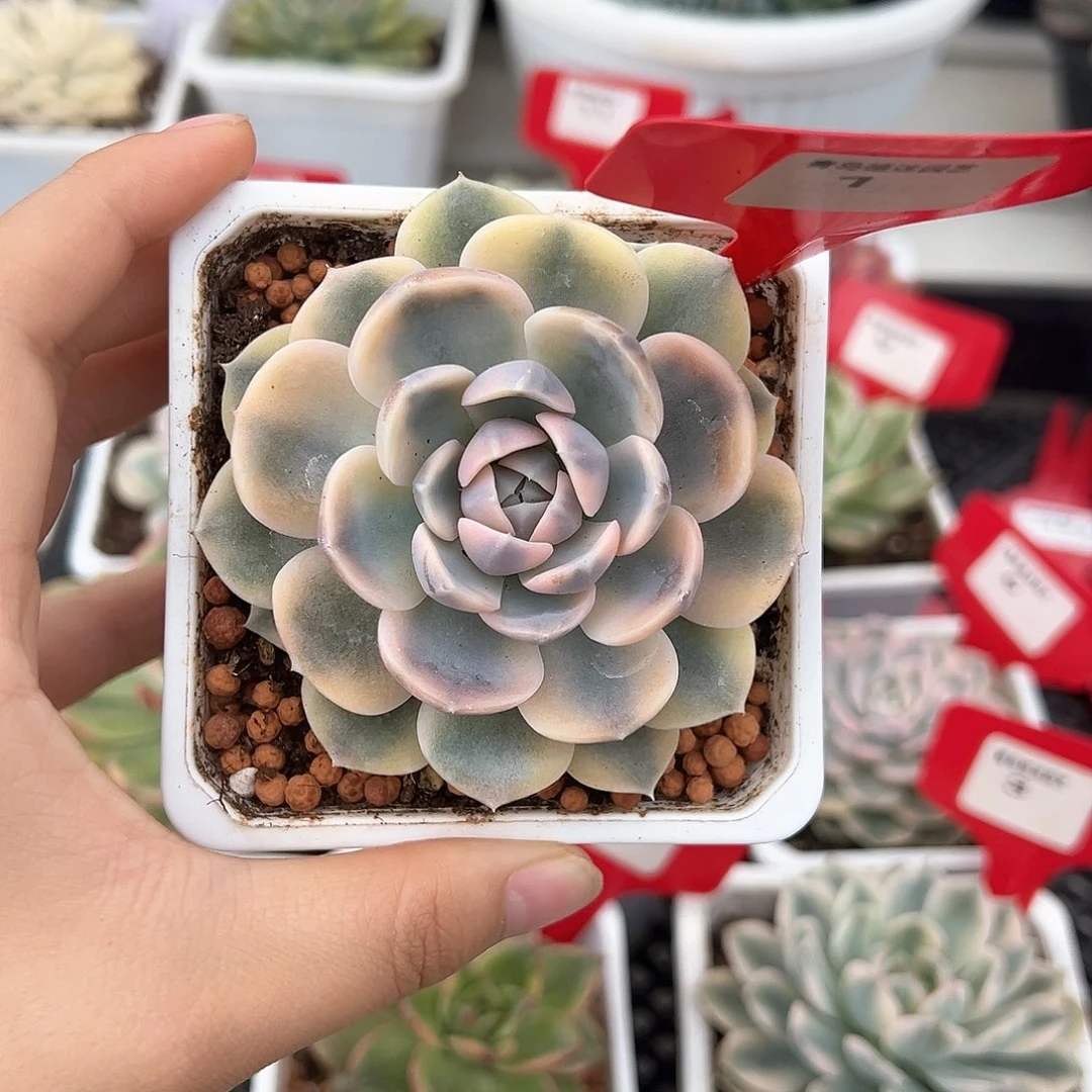 1号汉堡锦多肉植物