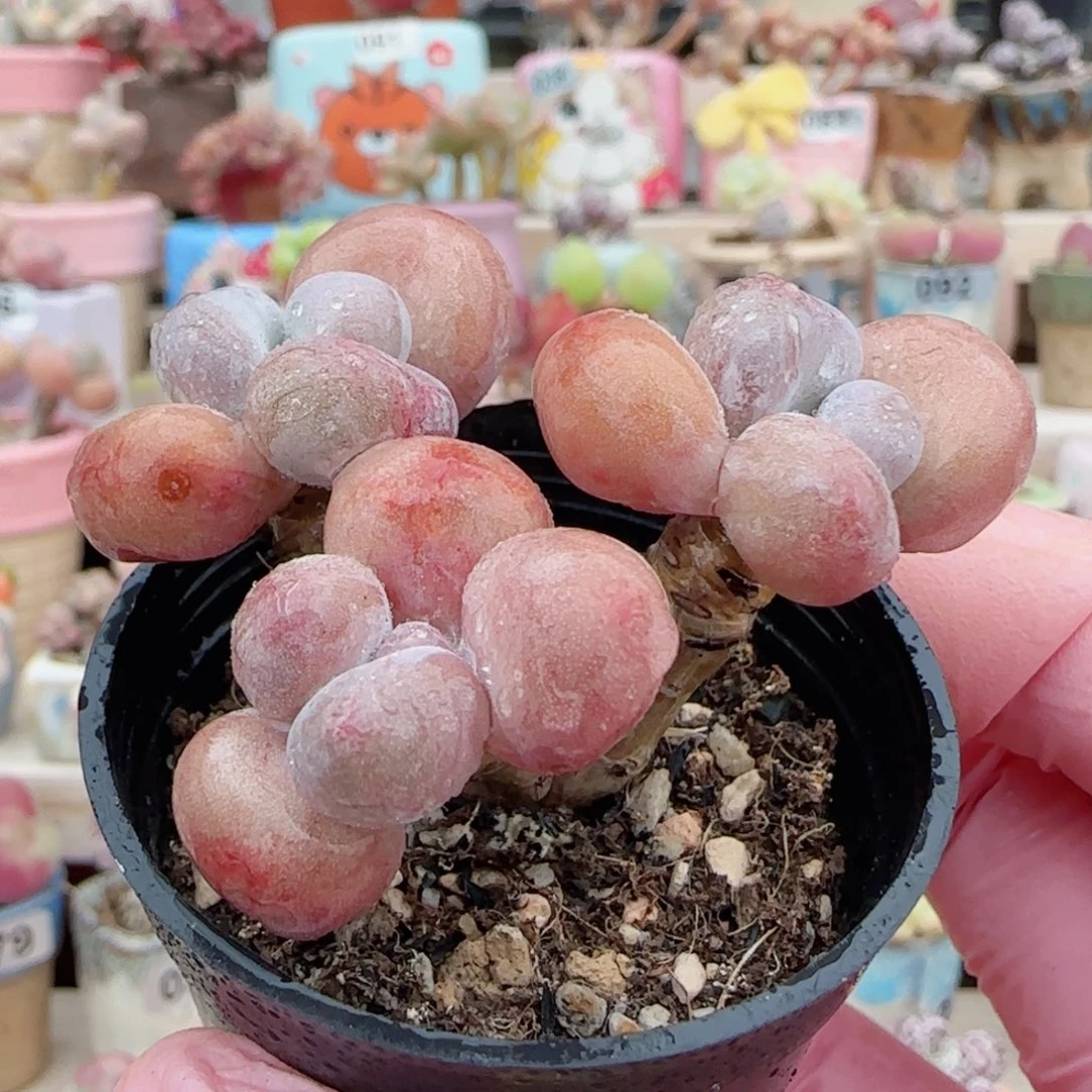 三头蛋黄奶 盆口4cm