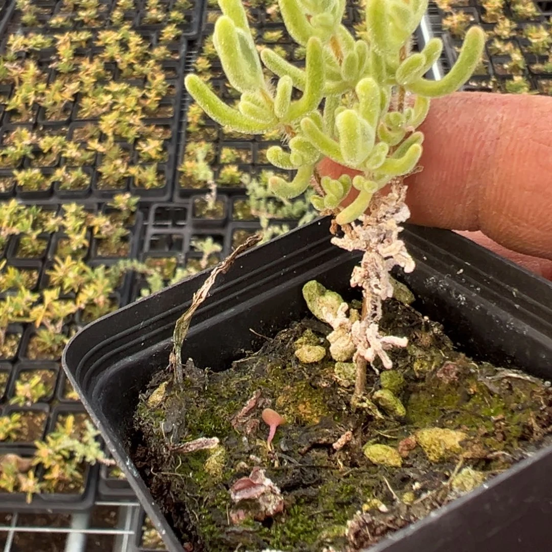 白闪光老桩福利55杯