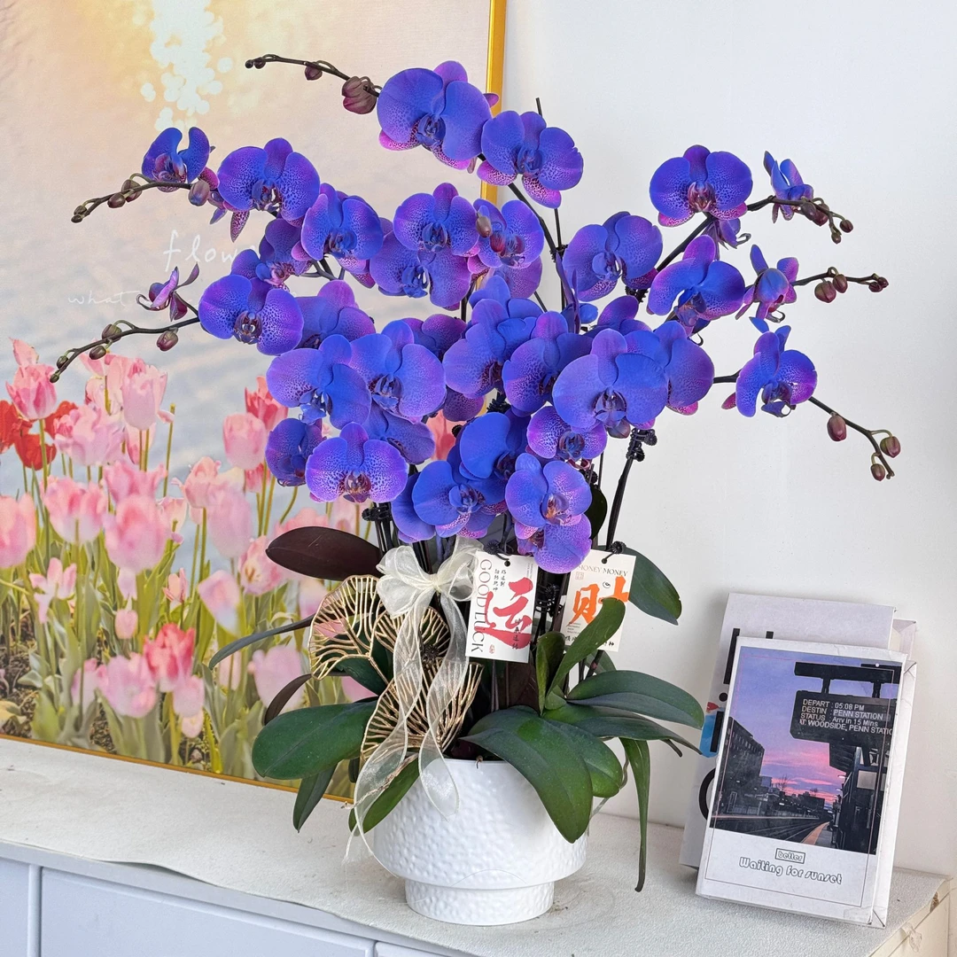 【蓝色妖姬】梦幻马卡龙蓝紫色系列 喷色工艺 年宵花  送人送礼