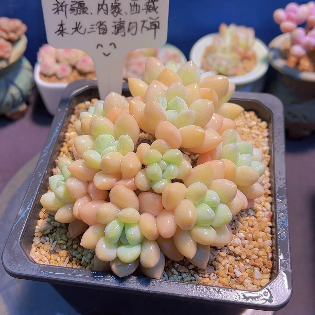 泡泡糖，带盆发货，