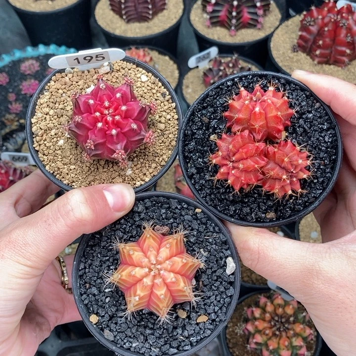 V*专拍的 米哈仙人球