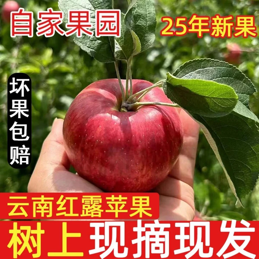 红露纯甜苹果~2025年头茬云南樱桃小苹果新鲜采摘