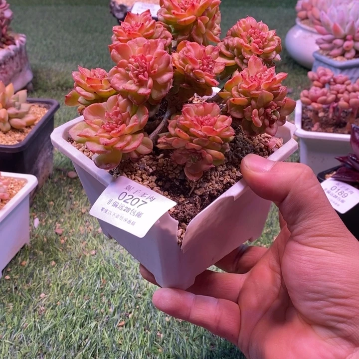 0207啊啊啊啊啊啊啊啊啊啊啊啊啊