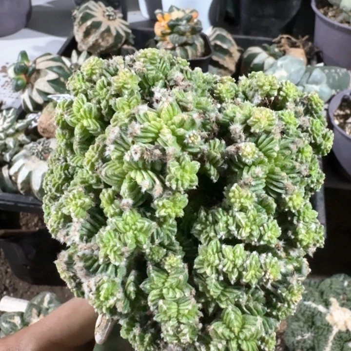 547五星花龙群仙人球