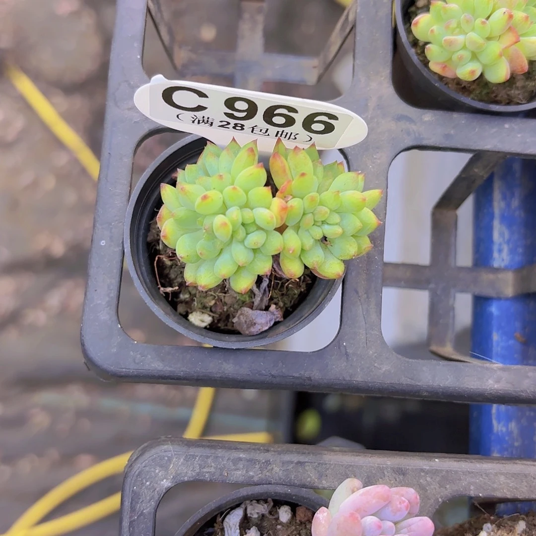 C966烂苹果一物一拍