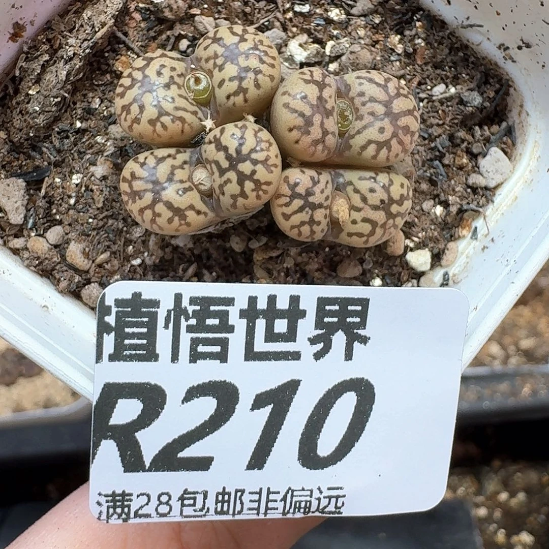 多肉植物多肉植物