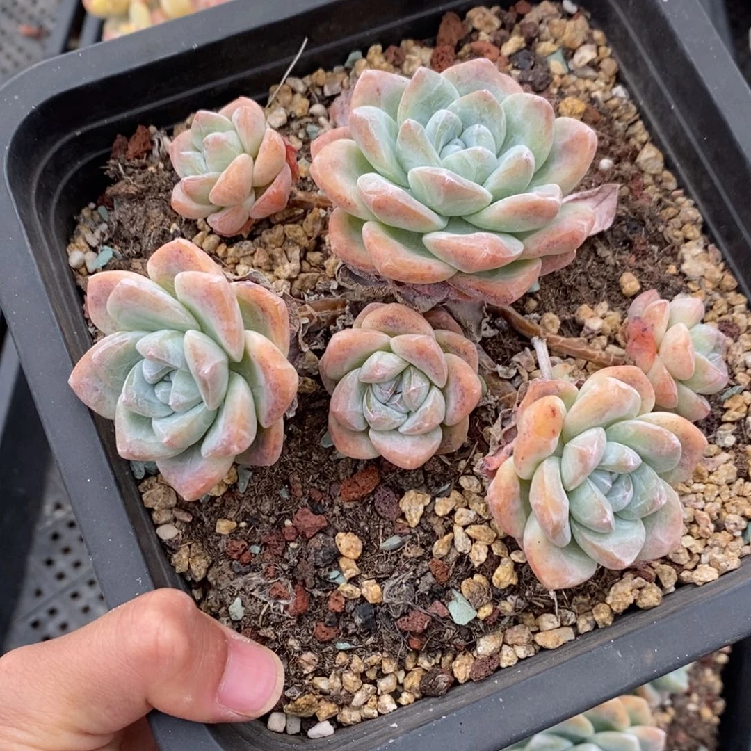 冰玉（寄养代出8号）8652