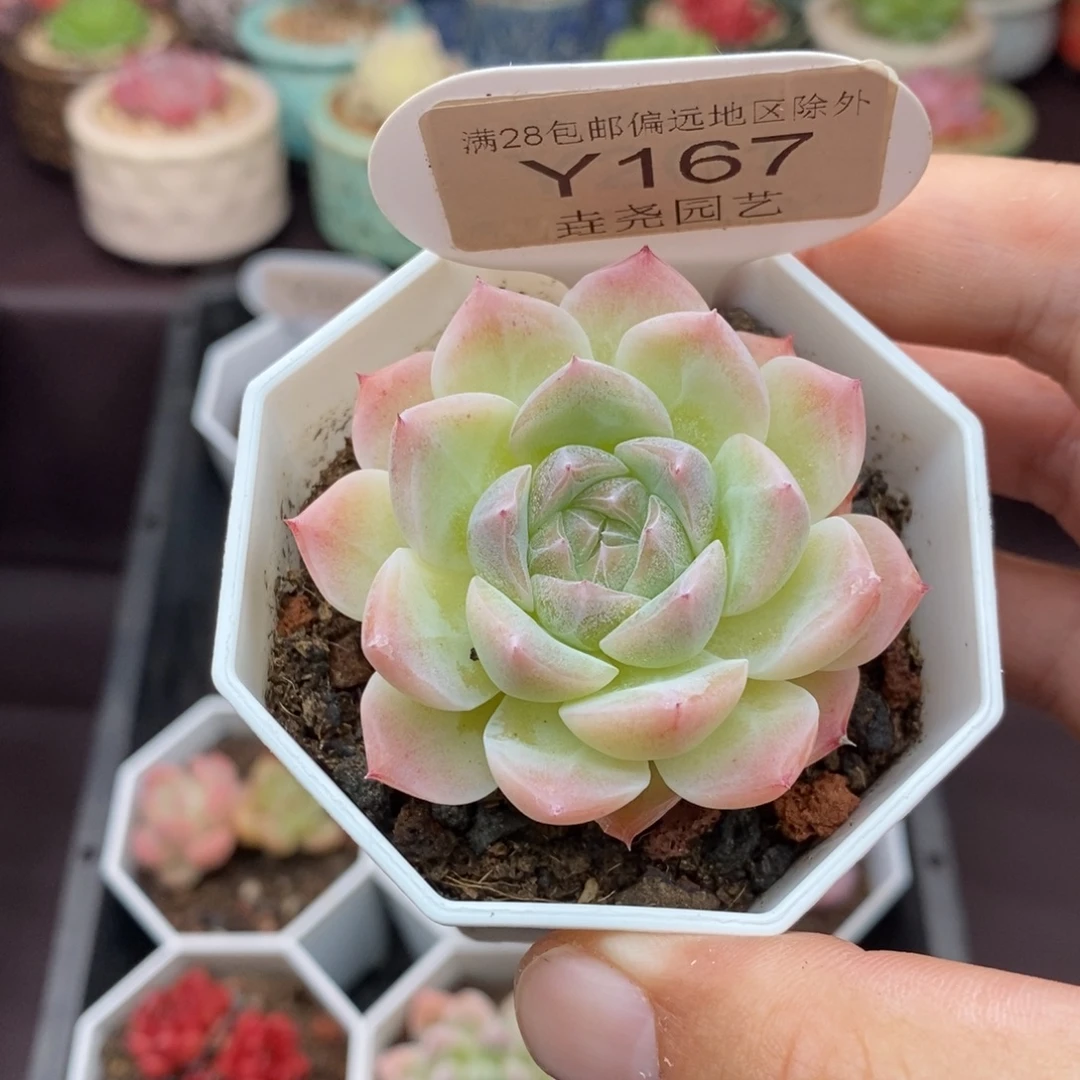 0167 杂交单头 5cm
