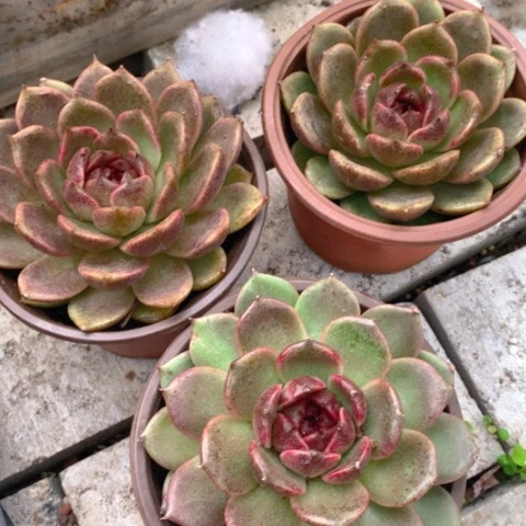 黑水晶。