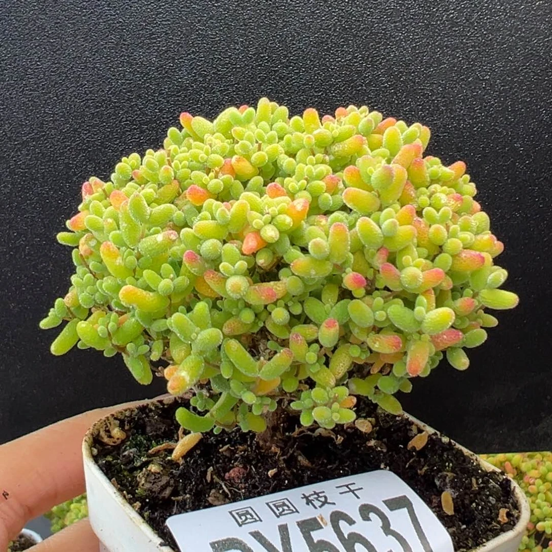 dy5637小精控蜜橘糖球冠幅7cm