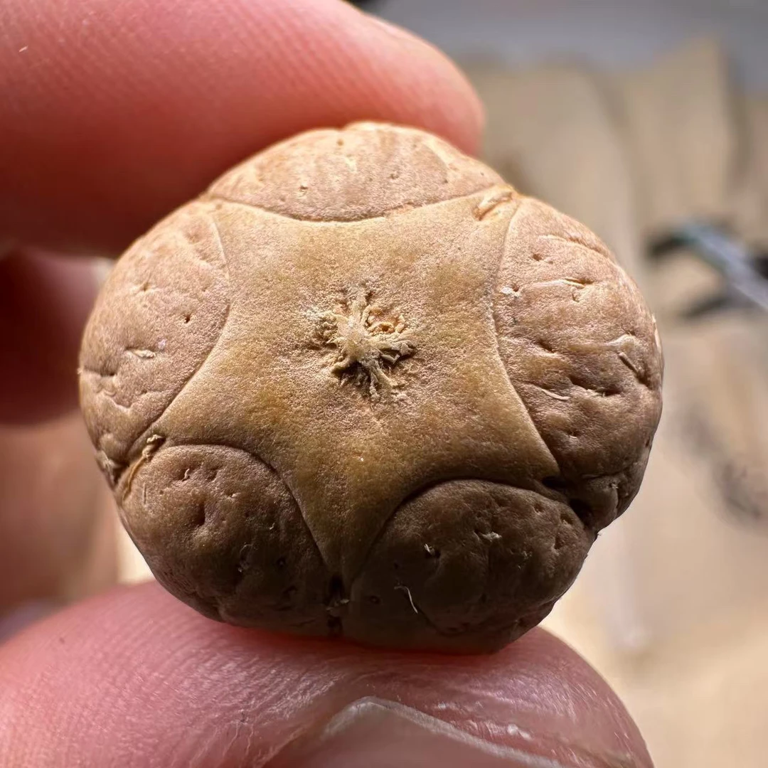 尼泊尔五星菩提，尺寸21，厚度15，sss系列