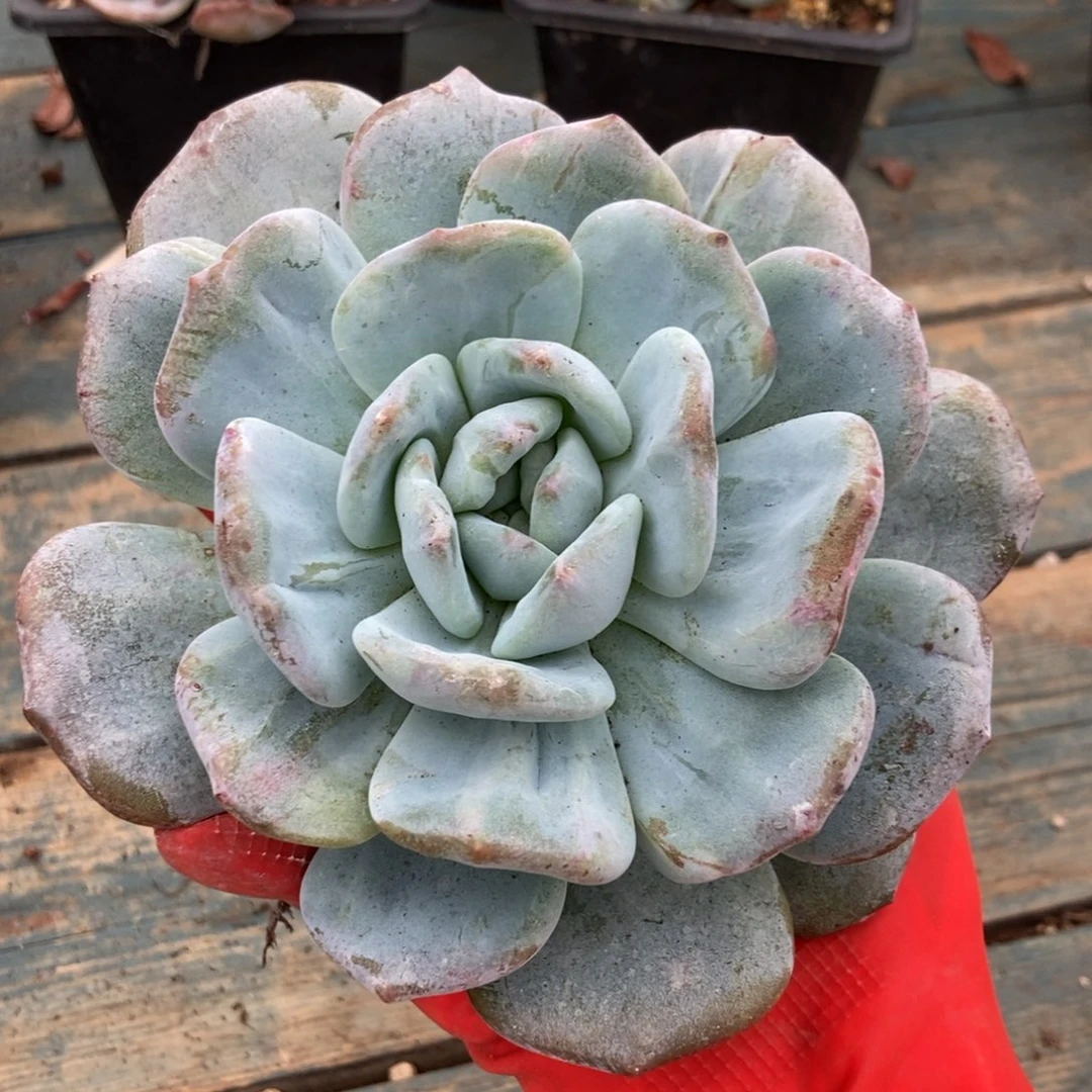 25-15梦露石化一物一拍