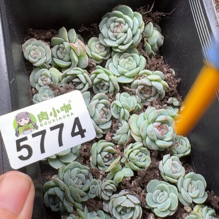粒***粒多肉植物多肉植物