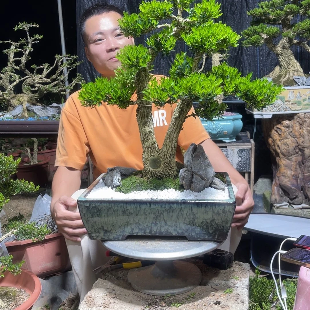 当前无花栽培后可以开花