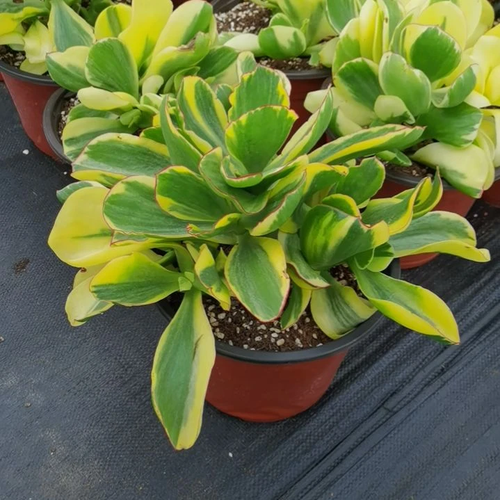 包菜家族的青梅白覆轮锦刚长芽点