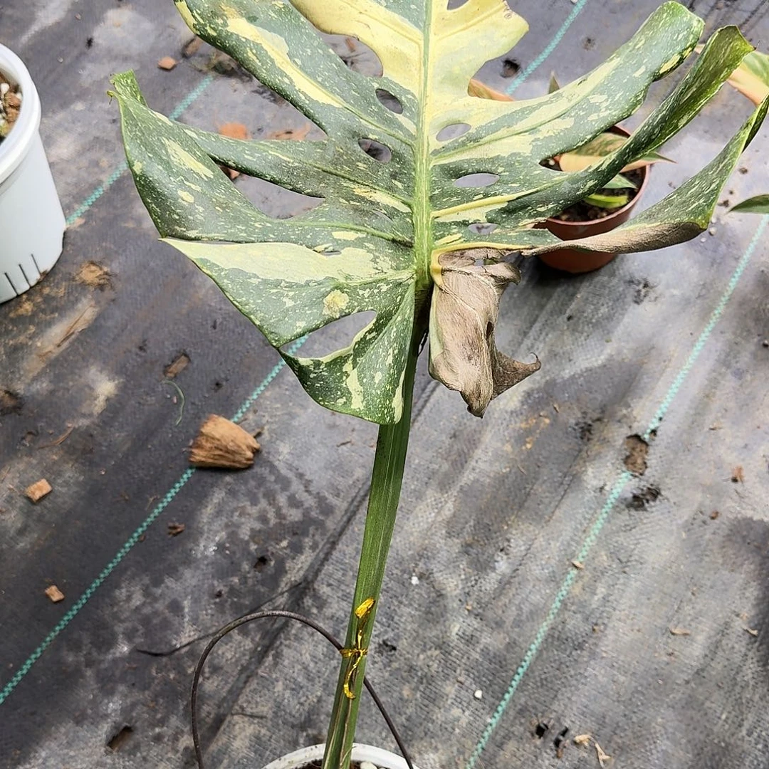 完全开放泰版焦糖一叶一芽A8