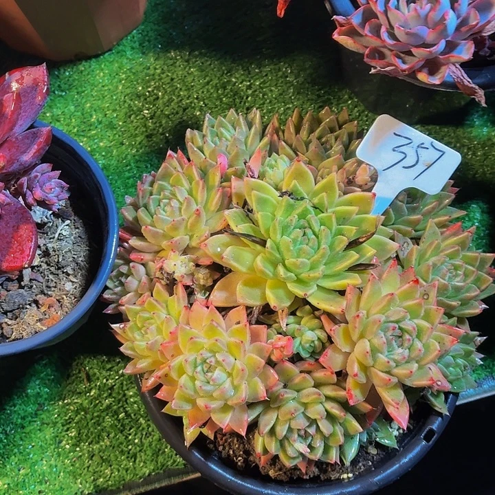 木***贝丽娟花卉黄色东云手捧