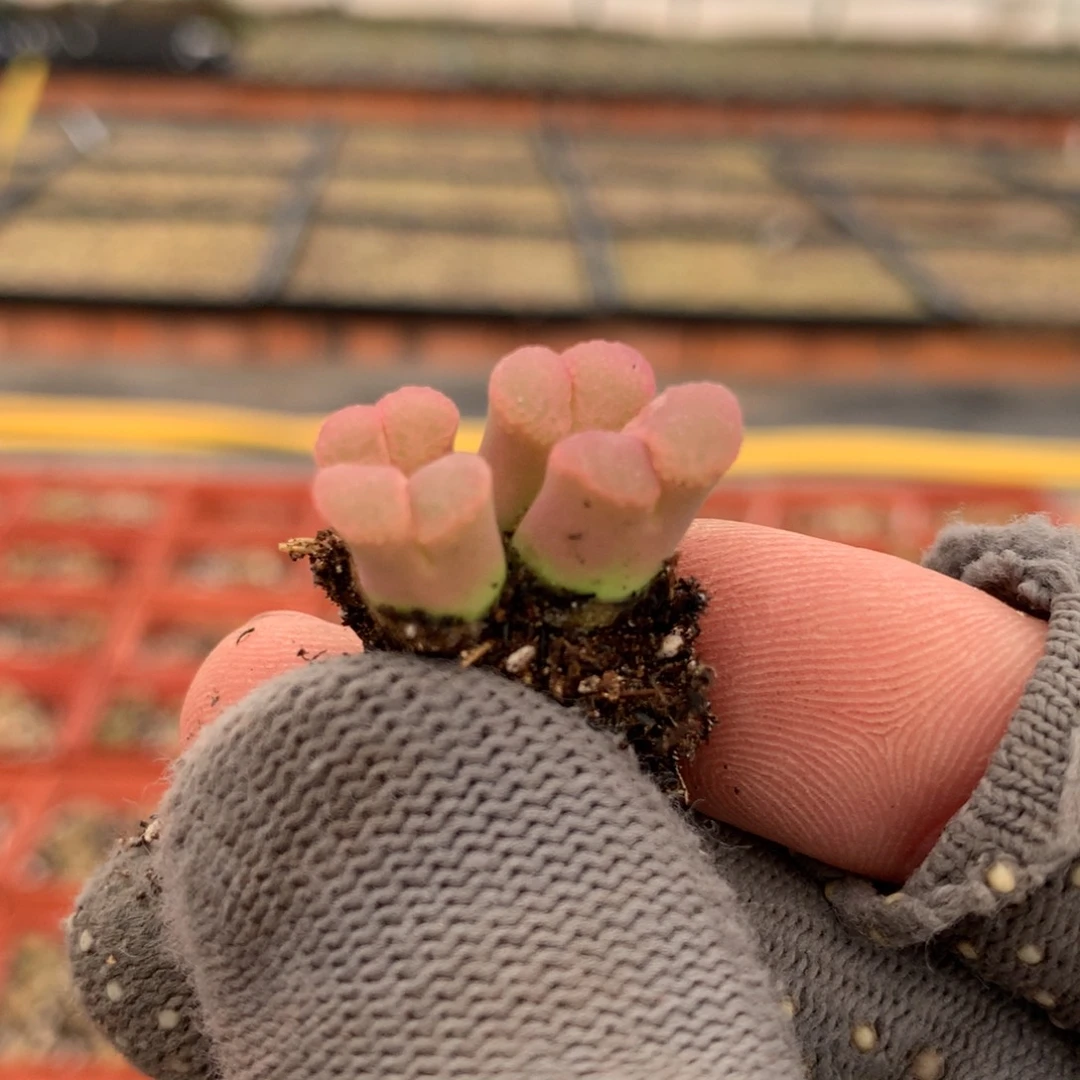 257粉樱风铃两颗