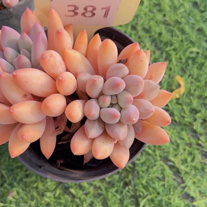 健健康康平平安安