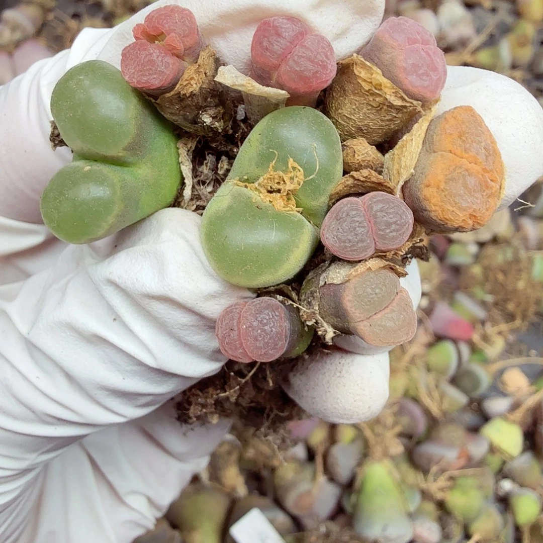 好看我真的不配喜欢这个167