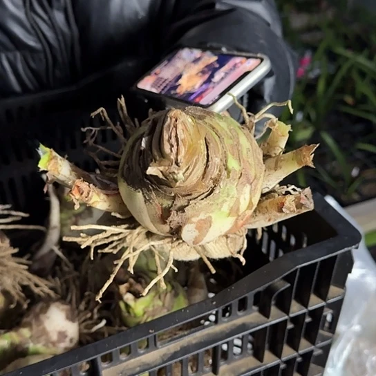 甜蜜妮芙24号 8～9主球带6个侧 开花包对版