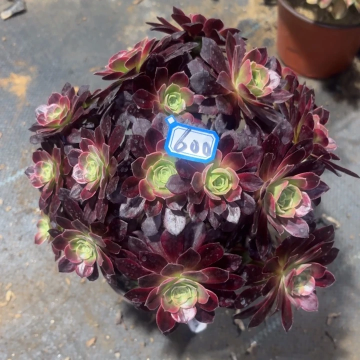 一物一拍多肉安娜有瑕疵600