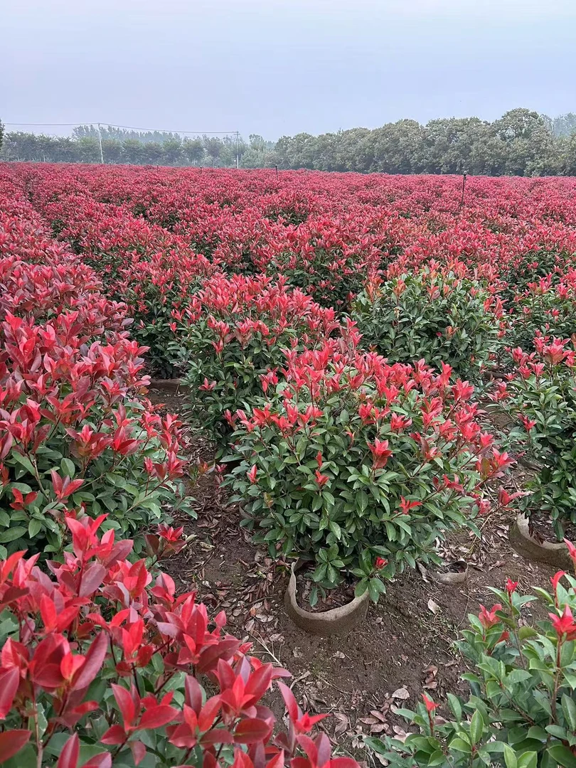 红叶石楠球一物一拍