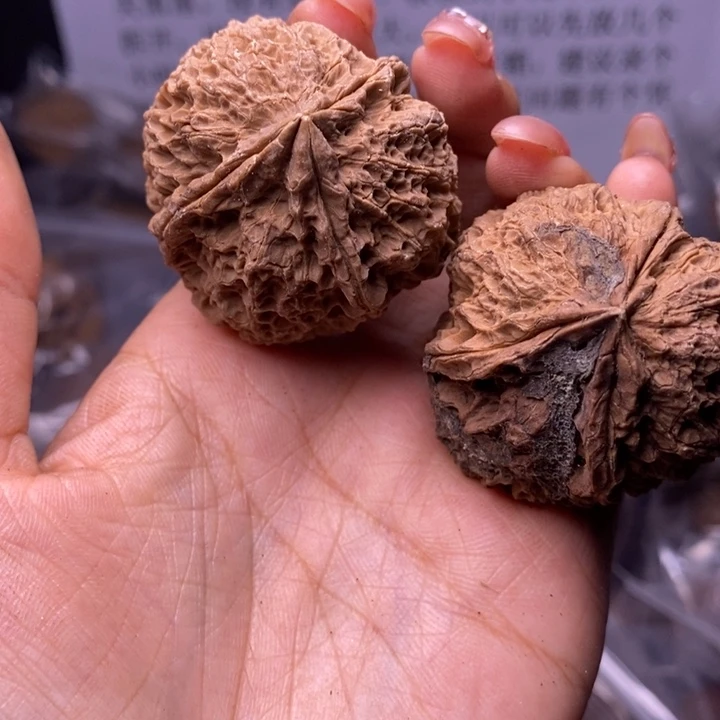 核桃云南野生铁核桃145号41mm