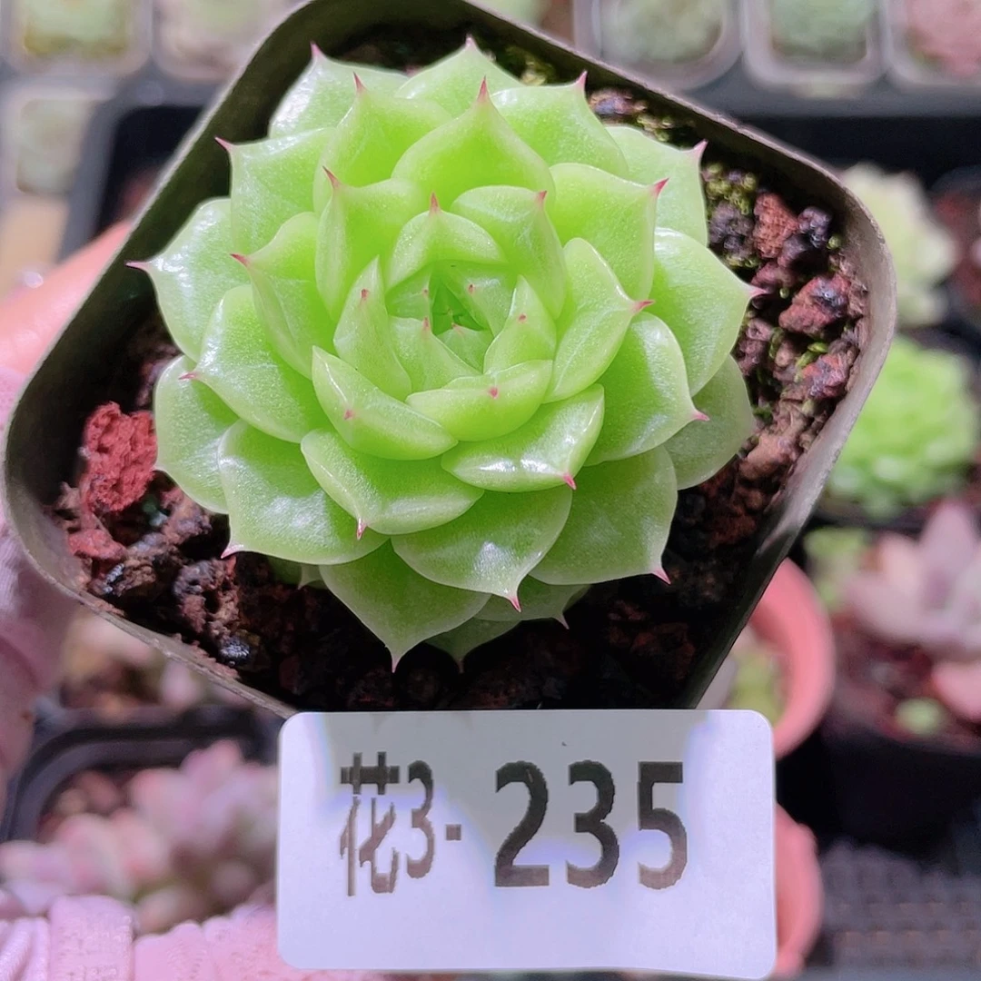 花利美3-235麦秆单头