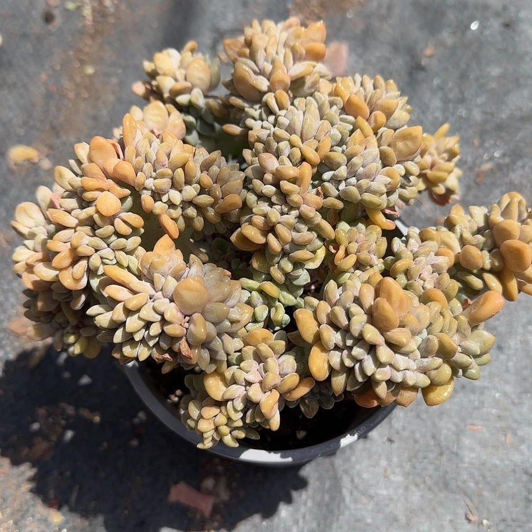 缀美人缀化多肉植物精品